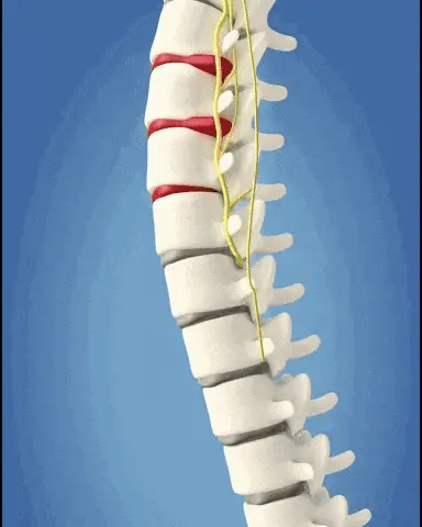 Columna vertebral – soporte lumbar Luxxevia